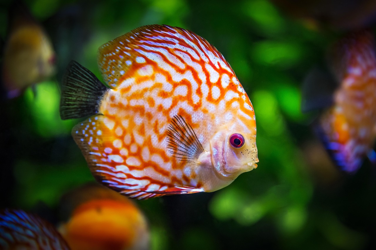 七彩神仙魚品種圖解，色彩斑斕的水下瑰寶